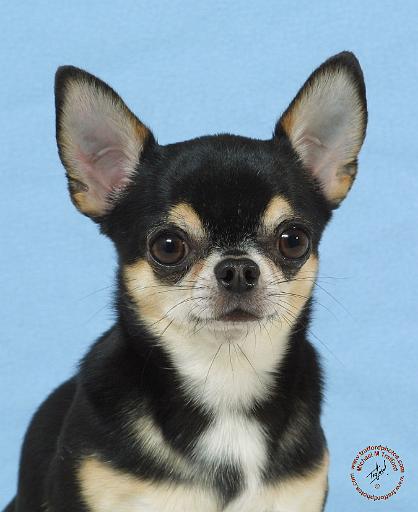 Chihuahua  9W092D-057.JPG